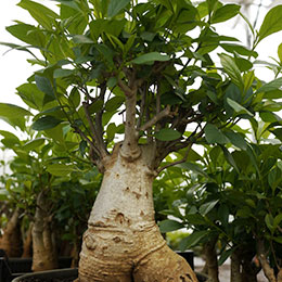 Baobá Specimen